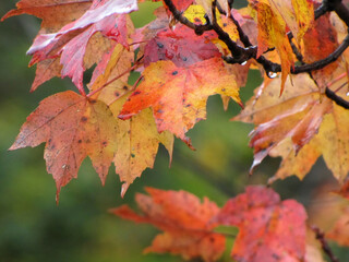 Autumn in New England