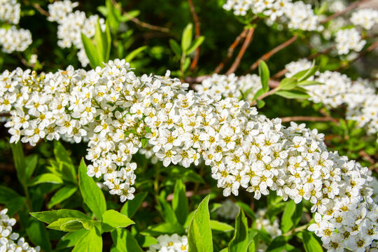 Spiraea cinerea blooming in spring, Kirkkonummi, Finland