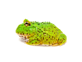 green pacman frog isolated on white background