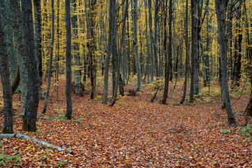 Scenic landscape of autumn forest full of red and yellow leaves