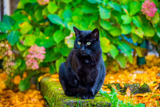 black cat in the garden