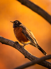 A perched Robin