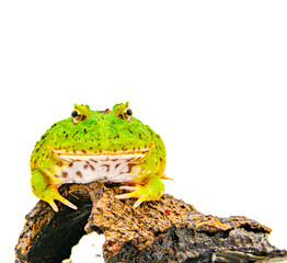 green pacman frog isolated on white background