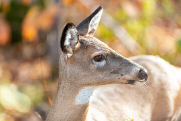 A slender wild female deer or doe stands in the woods with a white spot under its chin, long pointy ears, long mane, pointy nose and light tan fur. The animal is surrounded by bright autumn foliage. 