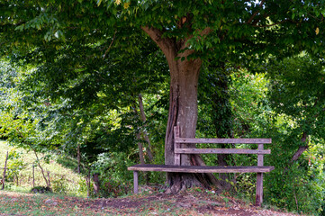 Old rustic wooden bench on the hill under the tree