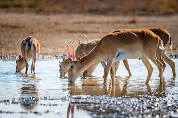 Saiga antelope or Saiga tatarica drinks in steppe