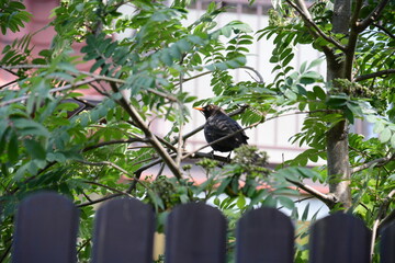 Ptak - kos siedzący na gałęzi w ogrodzie. 