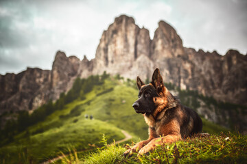 German shepherd dog at Passo Gardena, Trentino Alto Adige, Dolomiti