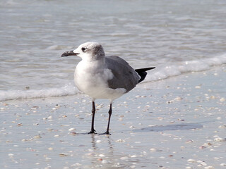 Sea Gull by Water