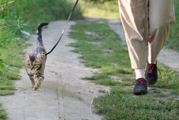 Walking a cat on a leash. The owner and the animal are walking along the road. Sun ray.