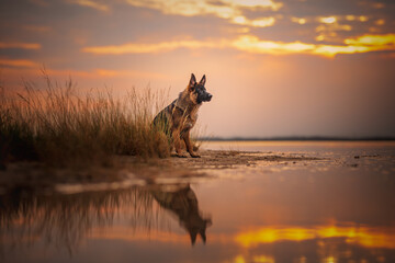 German shepherd dog at the beach at the seaside, golden hour, waer, sea
