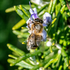 Abeille butinant une fleur