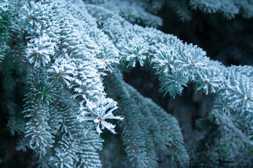 Close up of spruce branch covered by ice. Fir tree cold and frozen winter day. Beautiful nature coniferous tree
