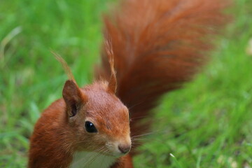 Eichhörnchen