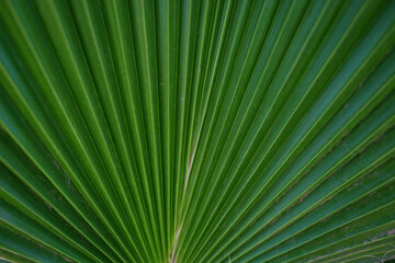 palm leaf close-up, nature background