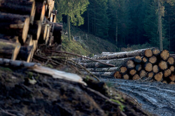 felled trees in the autumn forest