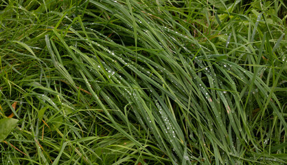 Raindrops on the green grass on a summer day