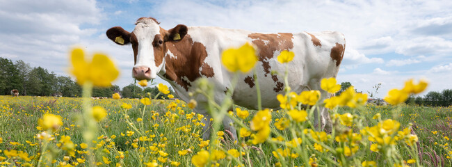 red and white spotted cow in meadow with yellow buttercup flowers