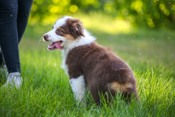 cute funny little puppy australian shepherd