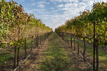 Fototapeta na wymiar A Vineyard near Jerusalem, Israel
