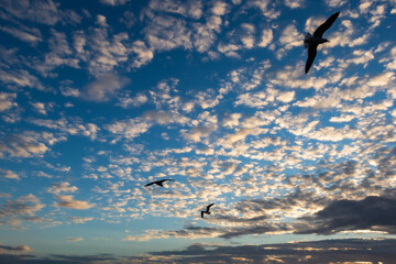 Fly High like a bird in the Sky