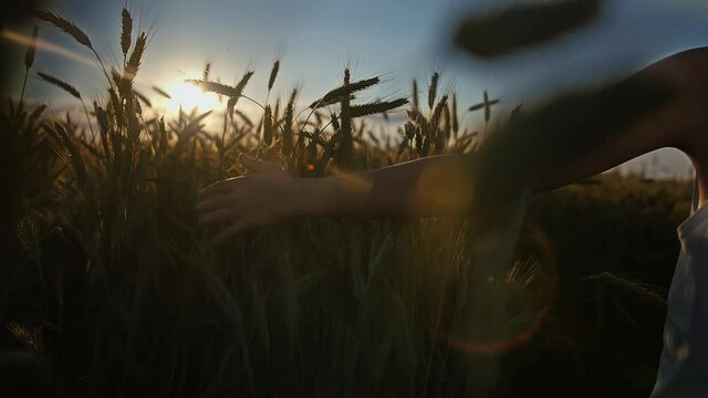boy's hand sliding on ears of wheat at sunset, sun rays