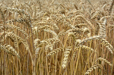 Background of wheat ears