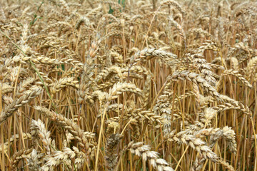 Background of wheat ears