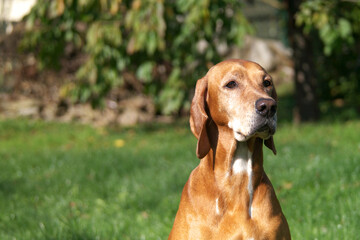 Dog portrait of beatiful brown pointer lady, hunting dog. Female sitting on the garden and posing for photographer. Lovely sunny day, green grass.