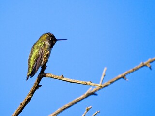 Anna's hummingbird perched