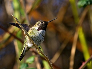 Anna's hummingbird perched