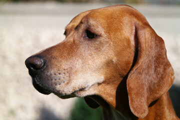 Dog portrait from profile. Beautiful brown pointer, female. Hunting dog is posing to camera at lovely sunny day. Playtime with dog at the garden.