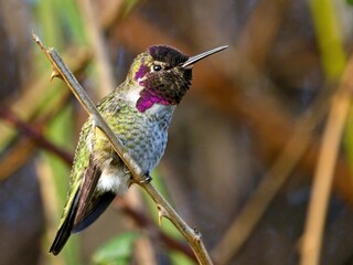 Anna's hummingbird perched