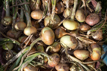 The harvested onion dries in the sun