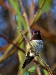 Anna's hummingbird perched