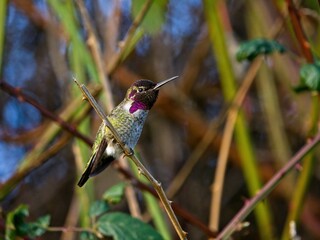Fototapeta na wymiar Anna's hummingbird perched