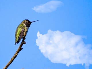 Anna's hummingbird perched