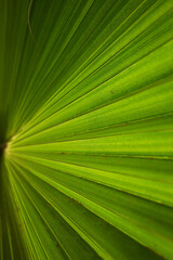 Obraz premium palm leaf close-up, nature background