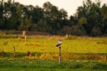 Falcon bird of prey sits in a meadow on a pole in the sun