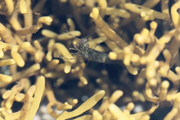 Common prawn, Palaemon serratus, on algae in a rock pool
