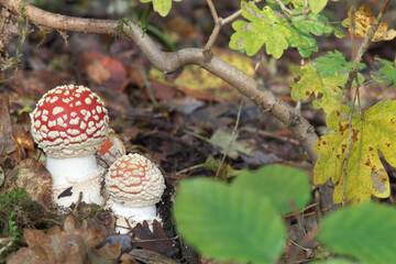 Fly agaric mushroom in the forest. Latin name Amanita Muscaria
