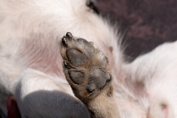 Obraz premium A close up look at the underside of the back dirty dog paw pad, during the day