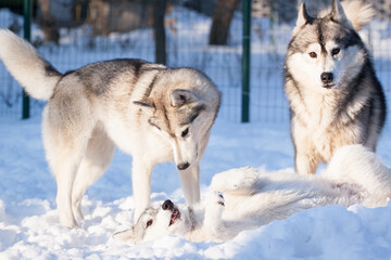 husky puppy in the snow