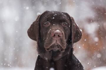 Labrador  dog playing in snow in the winter outdoors