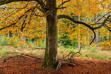 Autumn Beech Tree, Tentsmuir Forest, Fife, Scotland