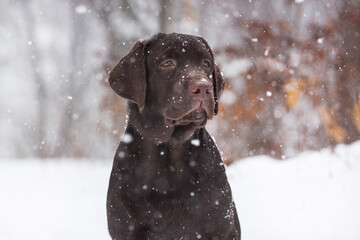 Labrador  dog playing in snow in the winter outdoors