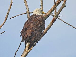 Bald eagle perched in tree: Large bird of prey raptor bald eagle perched high in a bare tree on a summer day with blue sky in the background showing yellow beak and white and brown feathers