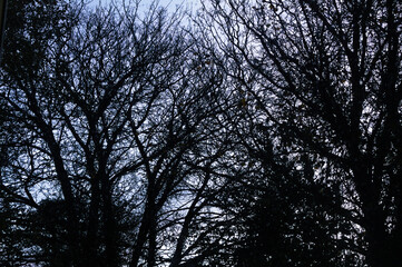 spooky tree silhouettes at sunset