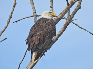 American bald eagle: Majestic American symbol bald eagle bird of prey raptor perched on a bare tree branch on a sunny summer day with a blue sky behind as this eagle hunts for prey with eagle eye