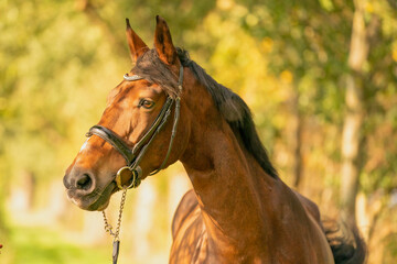 Obraz premium A brown horse head, in the autumn evening sun